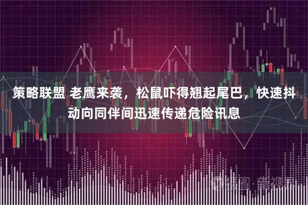 策略联盟 老鹰来袭，松鼠吓得翘起尾巴，快速抖动向同伴间迅速传递危险讯息